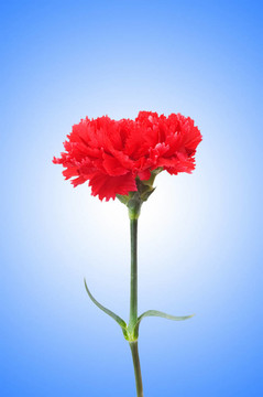 康乃馨花對(duì)漸變背景