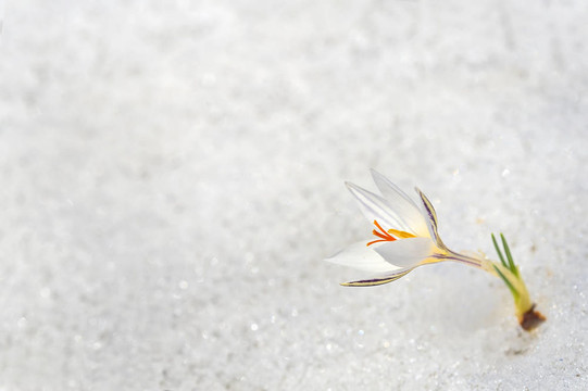 雪中的鮮花