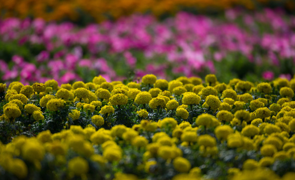花海 色彩 鮮花