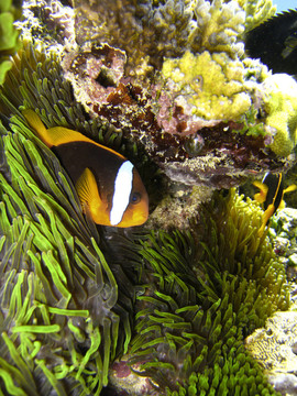 尼莫魚在大堡礁