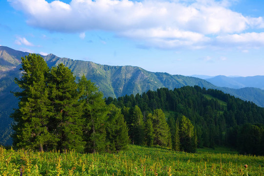 雪松林山景觀