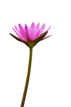 美麗的粉紅色蓮花白色