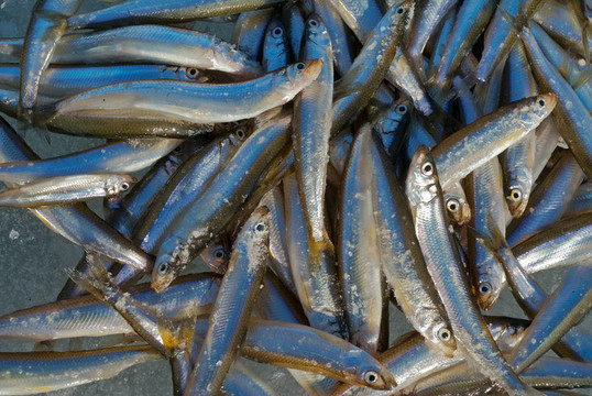釣冬釣7