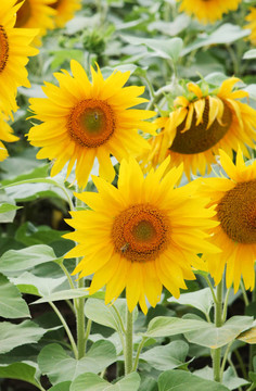 太陽花田