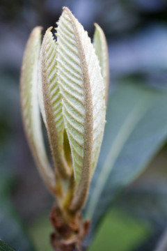 枸杞樹開花