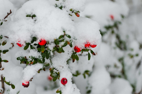 雪莓