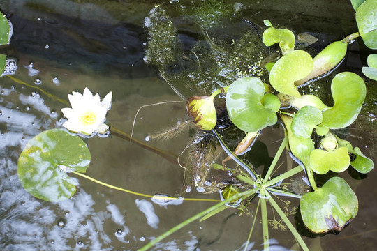 睡蓮；水百合