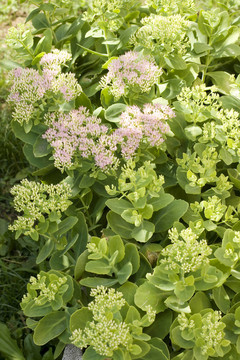 農(nóng)村的花