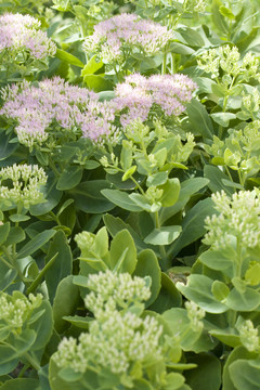 農(nóng)村的花