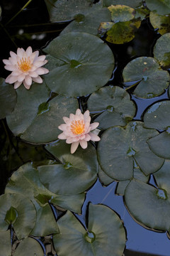 睡蓮；水百合