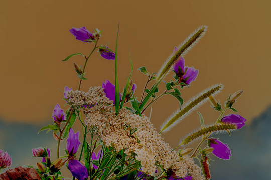 農(nóng)村的花