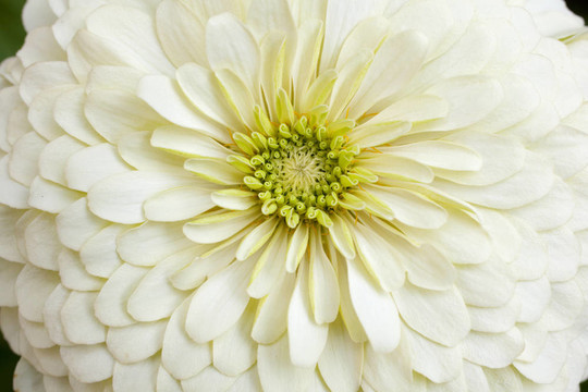 太陽花
