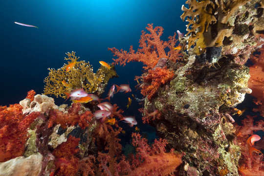紅海中的熱帶珊瑚礁和魚類。