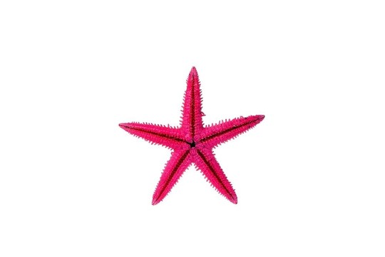 紅海星