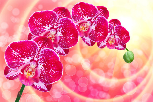 蘭花花特寫