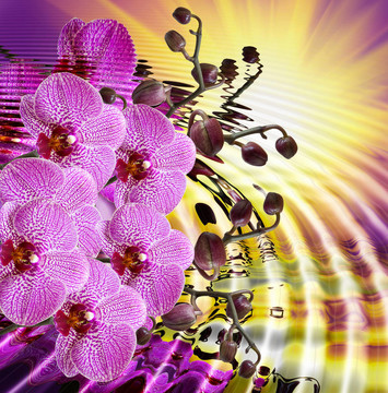 蘭花花特寫