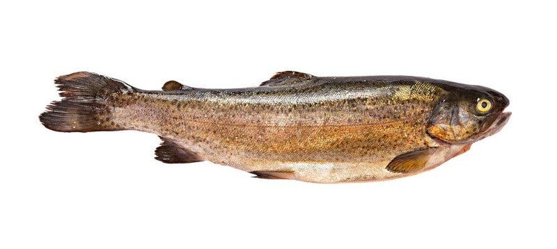 魚