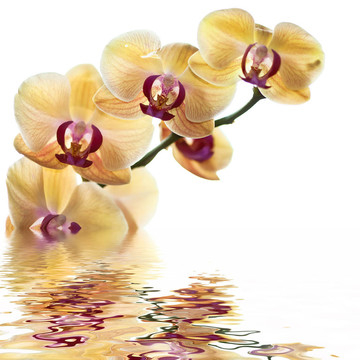 黃色的蘭花