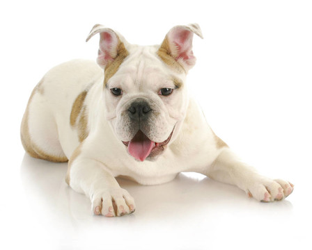 斗牛犬