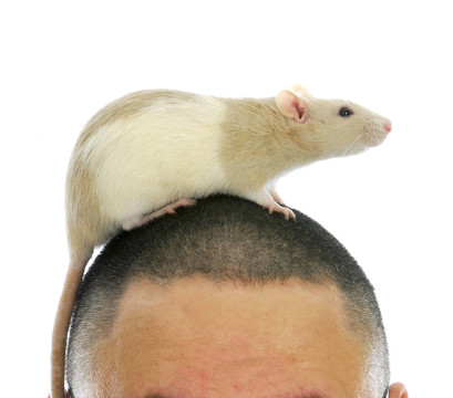 鼠頭
