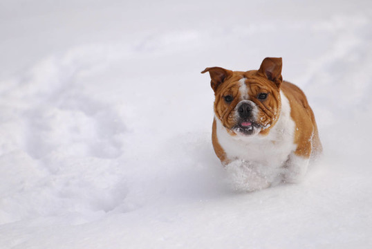 狗在雪地里玩耍