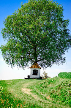 樹(shù)小教堂