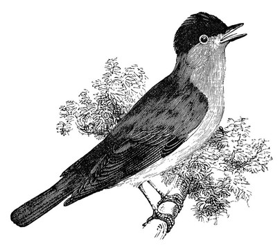 黑頂鶯鳥(niǎo)的老式插畫(huà)