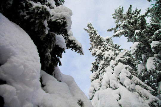 有大量雪和藍(lán)天的冷杉樹；垂直的