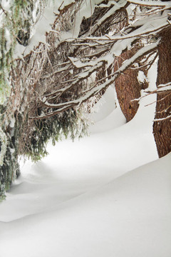 雪枕杉樹
