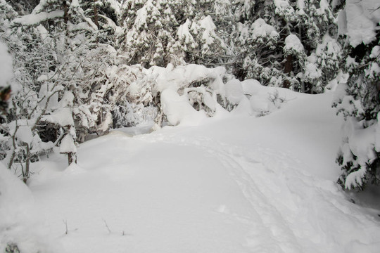 穿過雪森林的道路；水平的