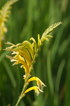 黃Cobra Lily
