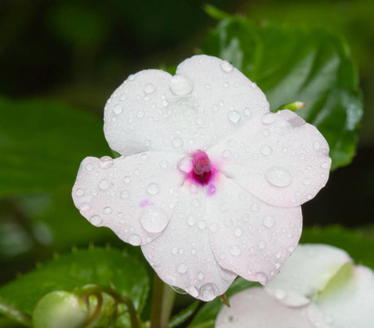白蘭花
