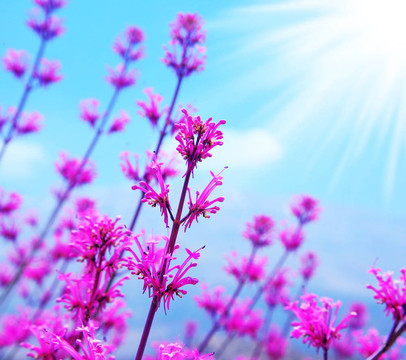 春天的花朵背景