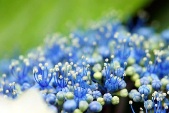 的繡球花的雄蕊和雌蕊（特寫(xiě)）。
