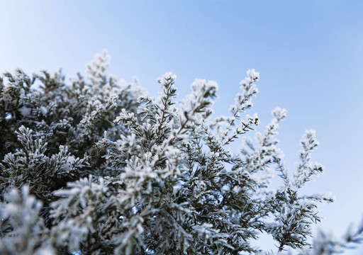 針葉樹有鋒利的刺和冰雪覆蓋的樹枝
