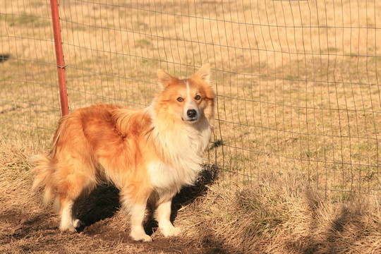 工作犬