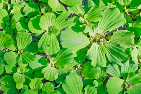 水生菜