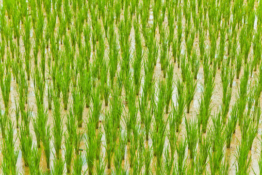 稻田