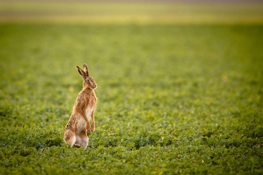 Brown hare（草兔）