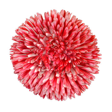 雛菊花紅色；粉紅色和白色在White上分離