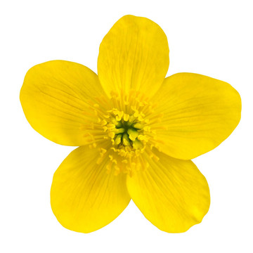 金盞花黃色花白色隔離