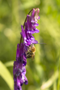 eucera spurcatipe