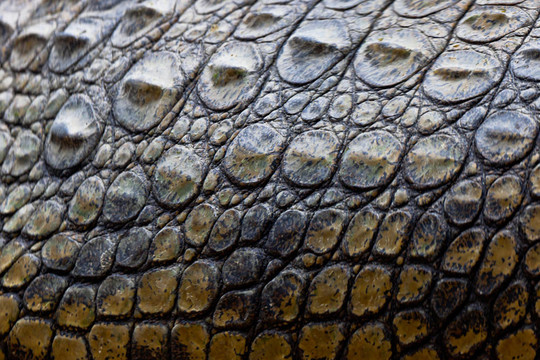 尼羅河鱷魚；Crocodylus niloticus