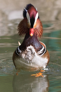 Mandarin Duck Drake（鴛鴦）
