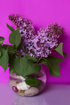 一束紫丁香花在花瓶里