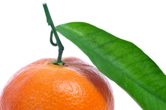 Tangerine夜店