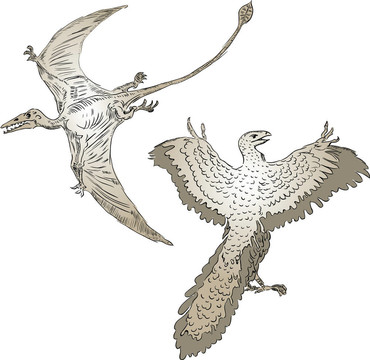 翼龍和古鳥