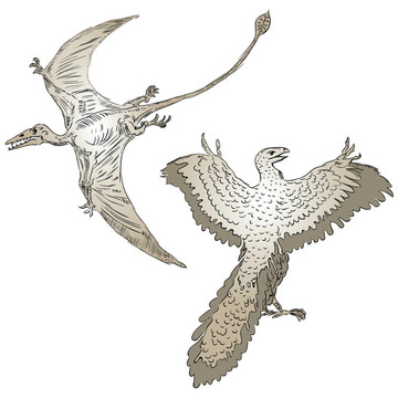 翼龍和古鳥