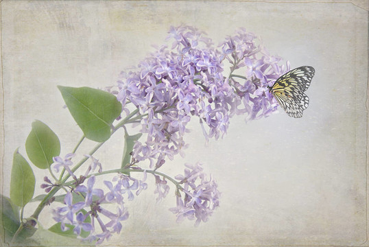 丁香花上的蝴蝶