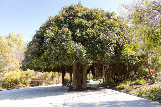 榕rubiginosa